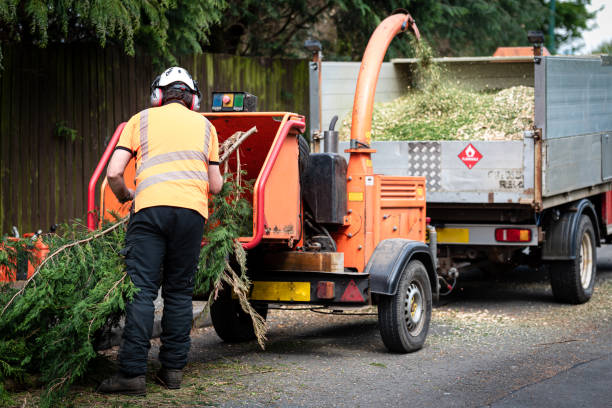 Best Emergency Tree Removal  in USA